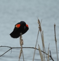 red-winged blackbird