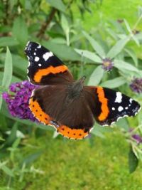 Butterfly on a butterfly bush in my garden. The Netherlands.