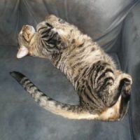 Mildmay, my Bengal Cat/Domestic Shorthair Tabby Mix (11/27/10)