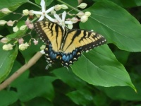 Eastern Tiger Swallowtail