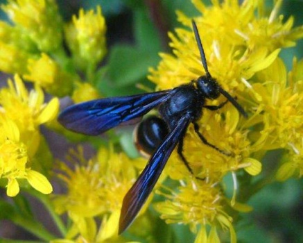 blue winged black wasp