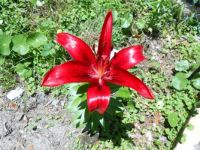 Sissel's Lily In Bloom Again!  5-24-13