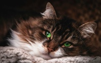 Dreamy cat
