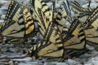 A mass of swallowtails