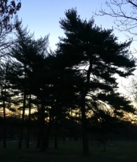 Pines Before Sunrise (large)