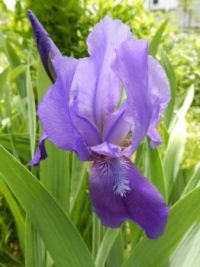 First Iris this Spring