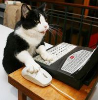Cat & Meowse