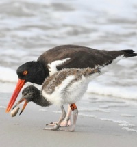 Oyster Catchers on Long Island,  NY,  7-15-23
