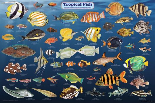 Tropical fish Guide