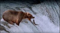 THEME:- National Park Brook Falls Alaska