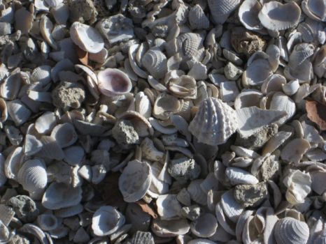 Shells