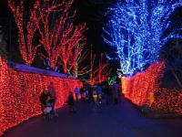 Zoo Lights Corridor