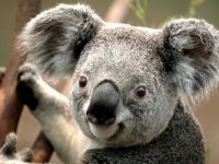 Close Up Koala