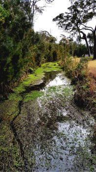 Googik Heritage Walking Track at Lake Innes Nature Reserve, Port Macquarie NSW Australia