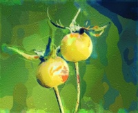 Rose Hip painting