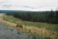 Bear in Alaska