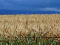 Montana grain field