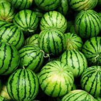 Green Pumpkins with stripes!