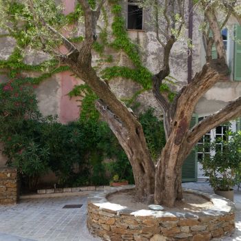 Old Tree, St Tropez, South France