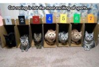 Cat racing
