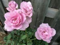 MY ROSES