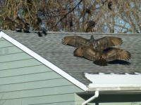 Wet Wings