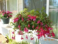 Fuchsia and carnation baskets