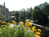 Coreopsis