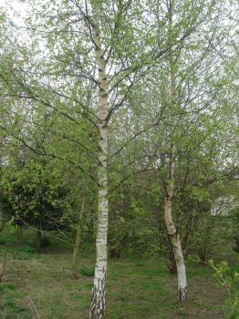 Can't resist silver birch trees!
