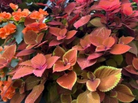 more colored leaves