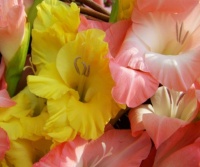 Gladiolus - Pink and Yellow