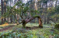 A twisted tree in a Vancouver Island forest
