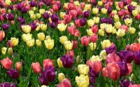 Spring tulips