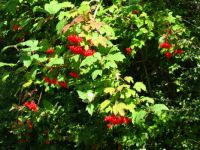 Berries of a Guelder Rose