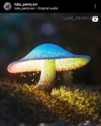 Imagination Mushroom