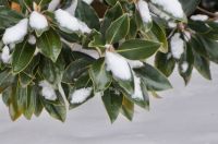 A snow covered Magnolia