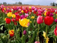 Beautiful tulips 🌷