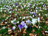 Crocuses
