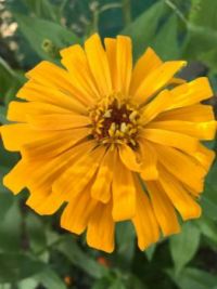 SHORT ZINNIA