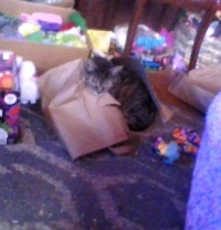 1/11/23 Maui needs a new bag!