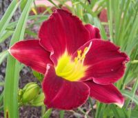 Big Apple daylily