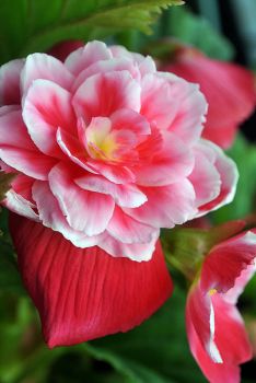 Double Camellia Begonia