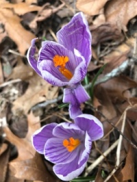 varigated crocus