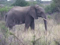 African elephant