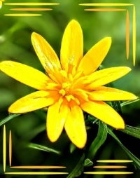 ⚞🌻Spring in yellow🌻⚟