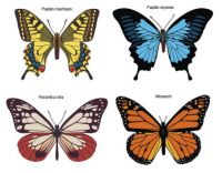 Butterfly 2
