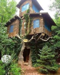 Amazing tree house.