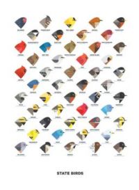 state birds