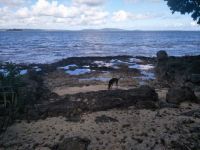 Checking the beach and the tide pools