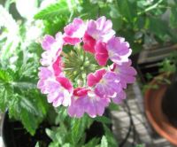 Verbena